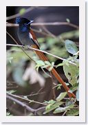 14SerengetiDayGameDrive - 144 * African Paradise-flycatcher.